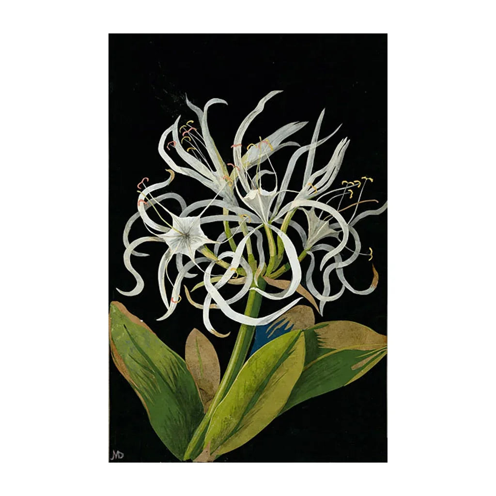Botanical illustration of a sea daffodil with white petals and green leaves on black background